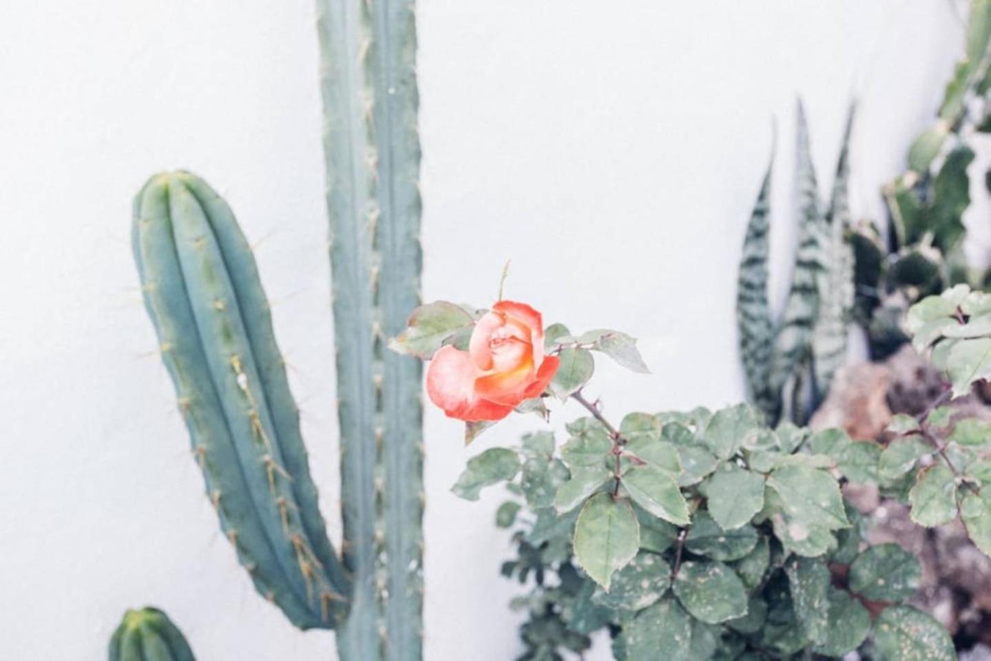 Canary Casita Next To The Atlantic Ocean Radazul 部屋 写真