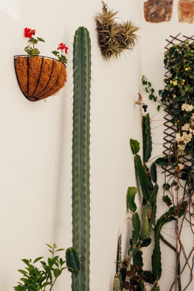 Canary Casita Next To The Atlantic Ocean Radazul 部屋 写真